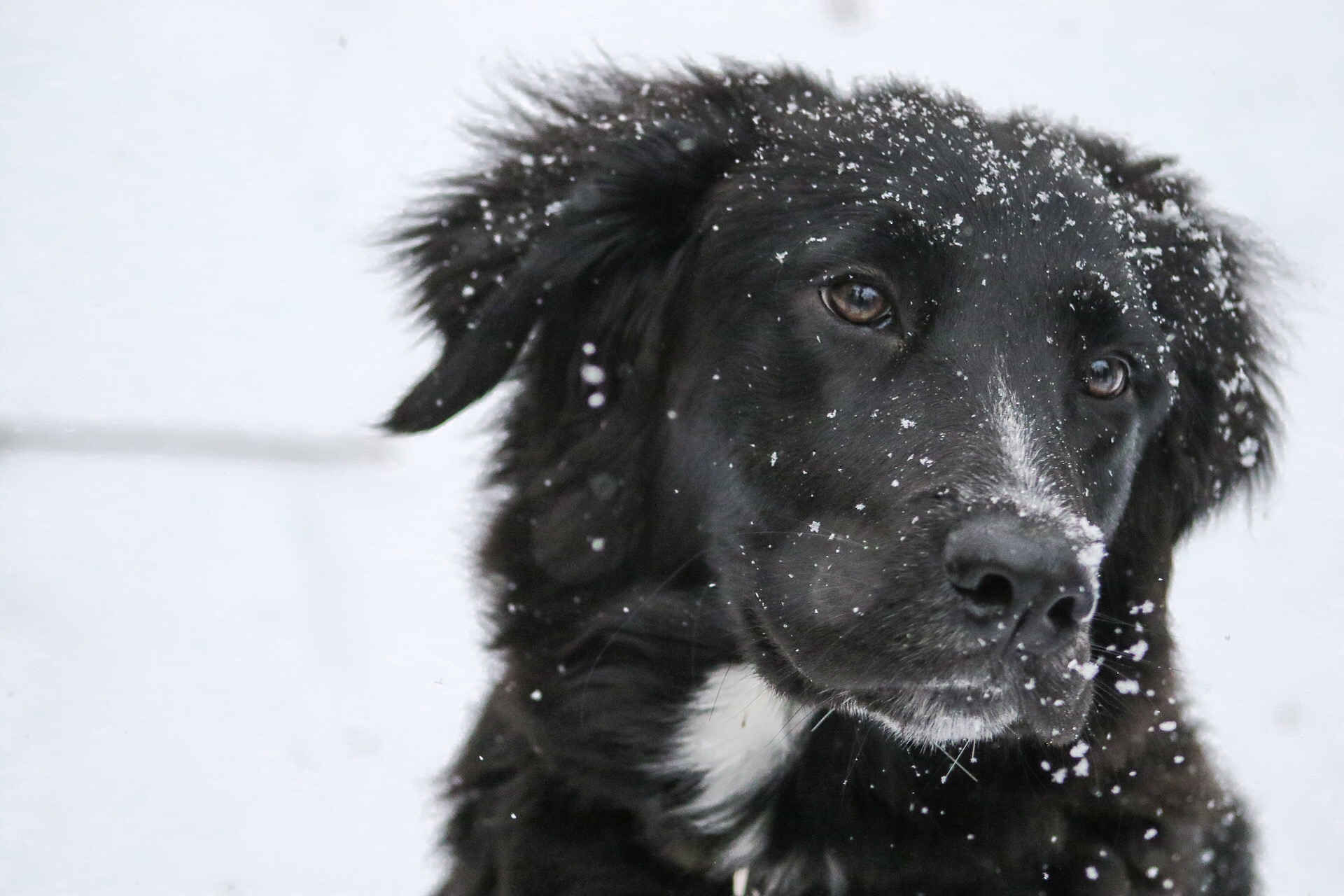 Cani in salute inverno