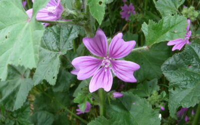 Malva: una dolce alleata del nostro benessere